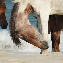 ASSATEAGUE ISLAND NATIONAL SEASHORE