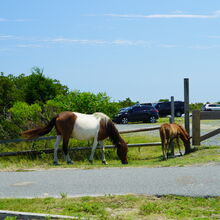 ASSATEAGUE ISLAND NATIONAL SEASHORE