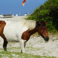 ASSATEAGUE ISLAND NATIONAL SEASHORE