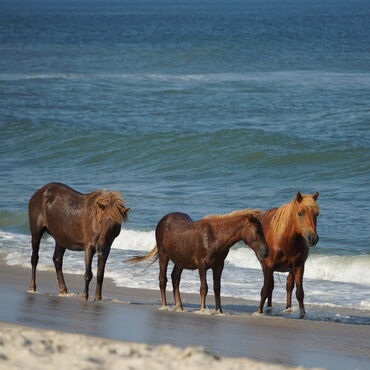 ASSATEAGUE ISLAND NATIONAL SEASHORE