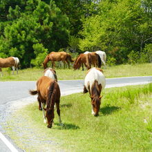 ASSATEAGUE ISLAND NATIONAL SEASHORE