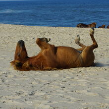 ASSATEAGUE ISLAND NATIONAL SEASHORE