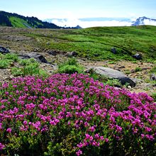 MOUNT RAINIER NP, WASHINGTON