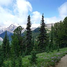 MOUNT RAINIER NP, WASHINGTON